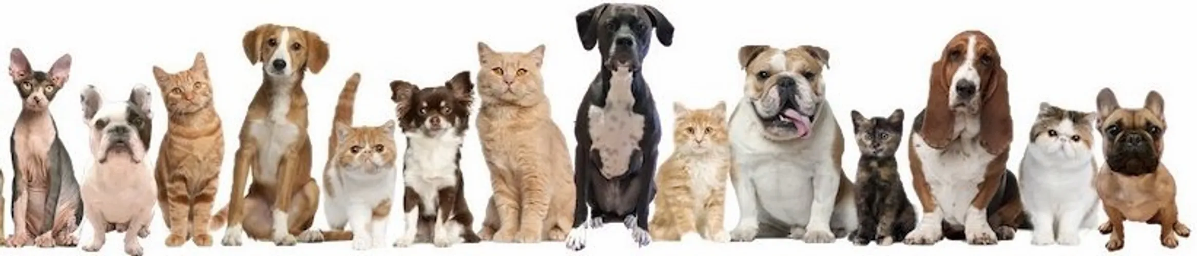 Instant personalized service dog and ESA letters