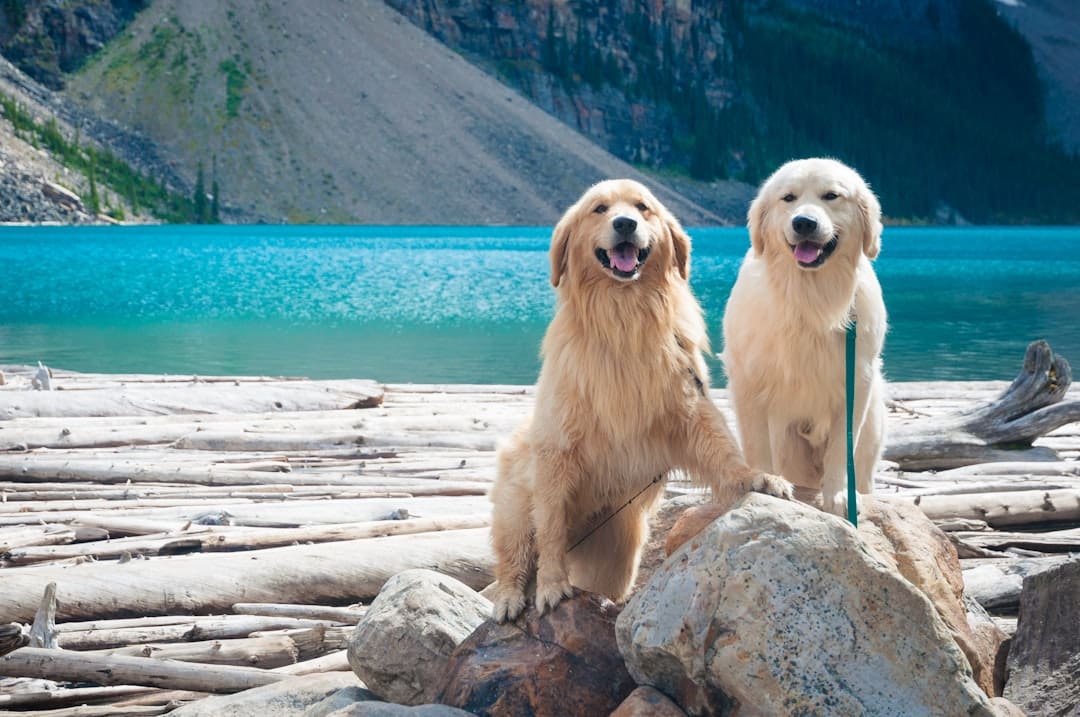 ADI standards. Two adult golden and light golden retrievers on rock during day