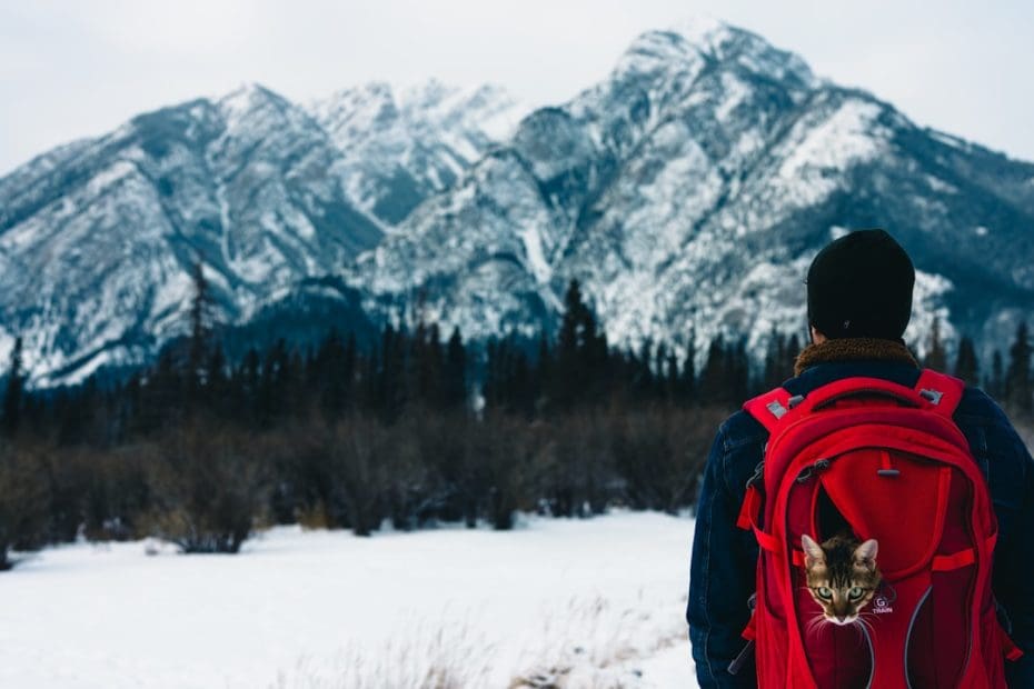 Air Canada service dog — 5 Essential Steps for Flying with Your Service Dog on Air Canada in 2024