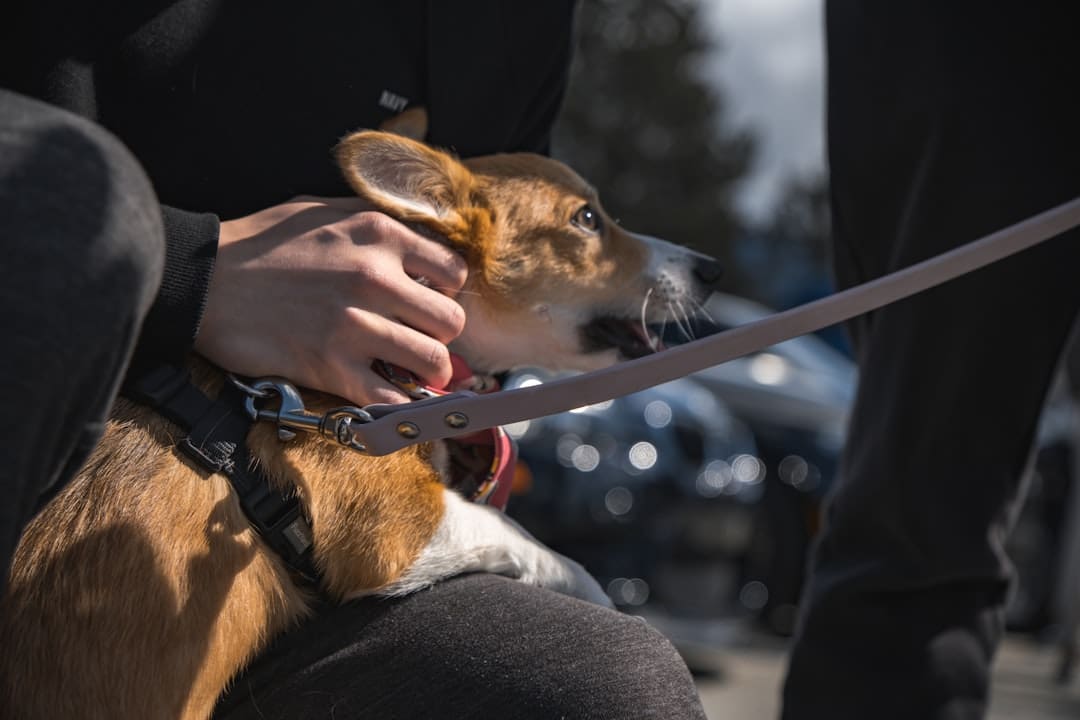 service dog certification. A person holding a gun to a fox' s head