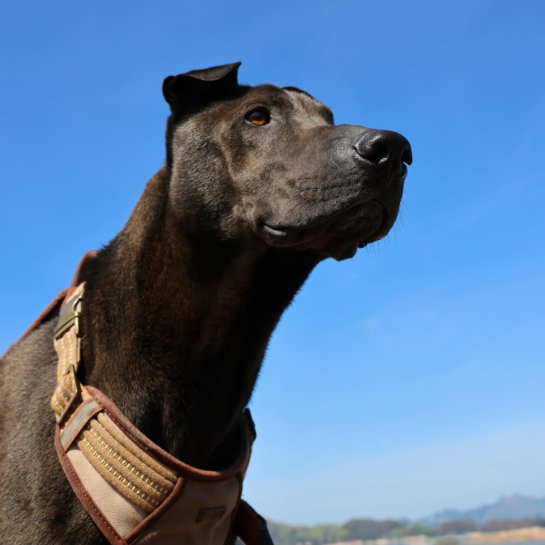 owner-train service dog — a black dog with a brown collar and a sky background