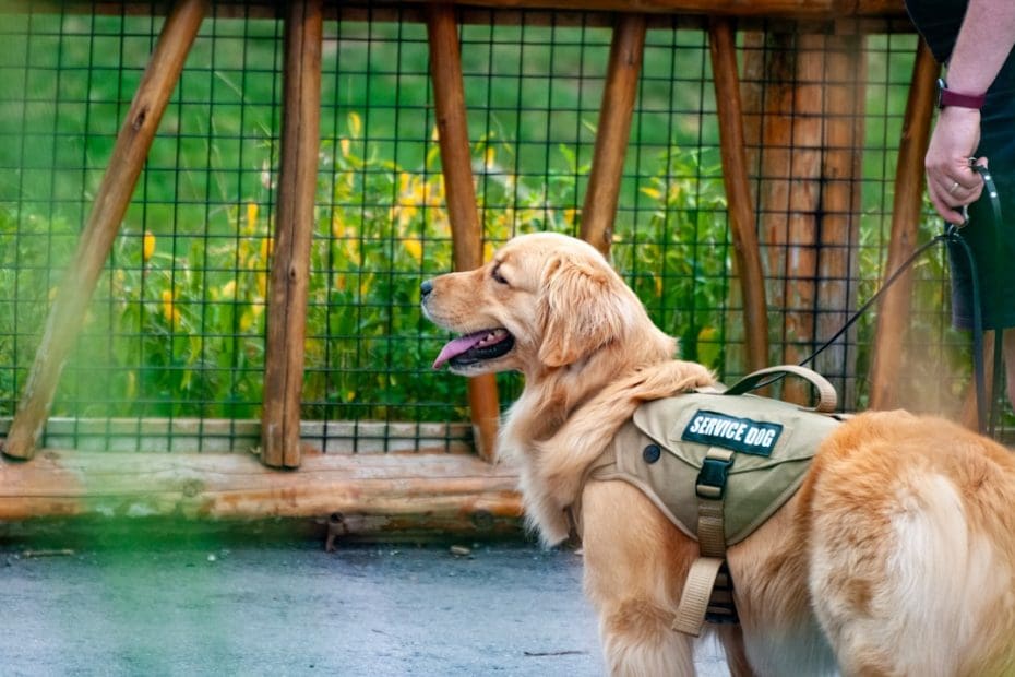 owner-train service dog — Can You Owner-Train a Service Dog in Canada? Province-by-Province Rules