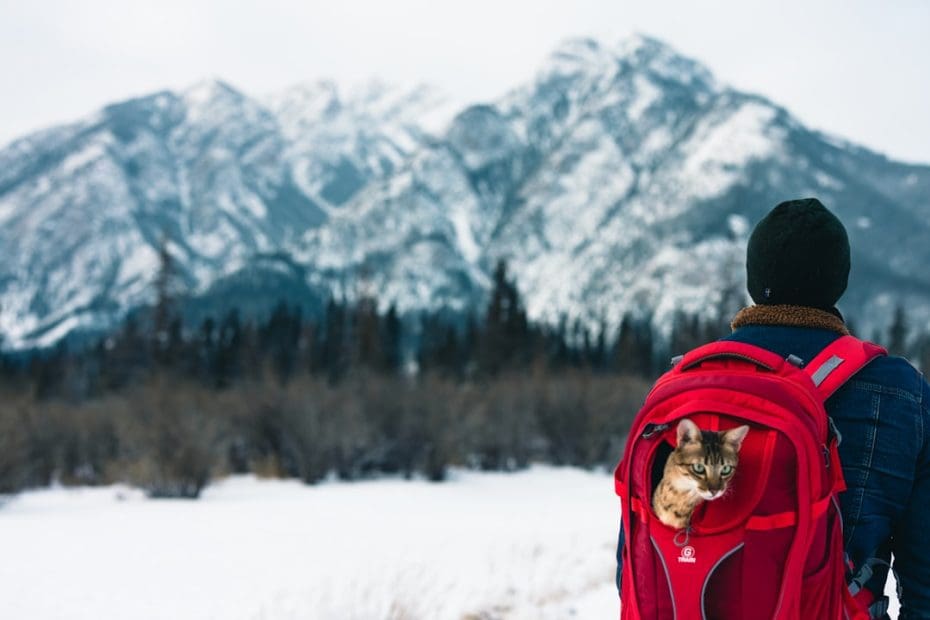 air canada service dog — Flying with a Service Dog on Air Canada: What You Need to Know