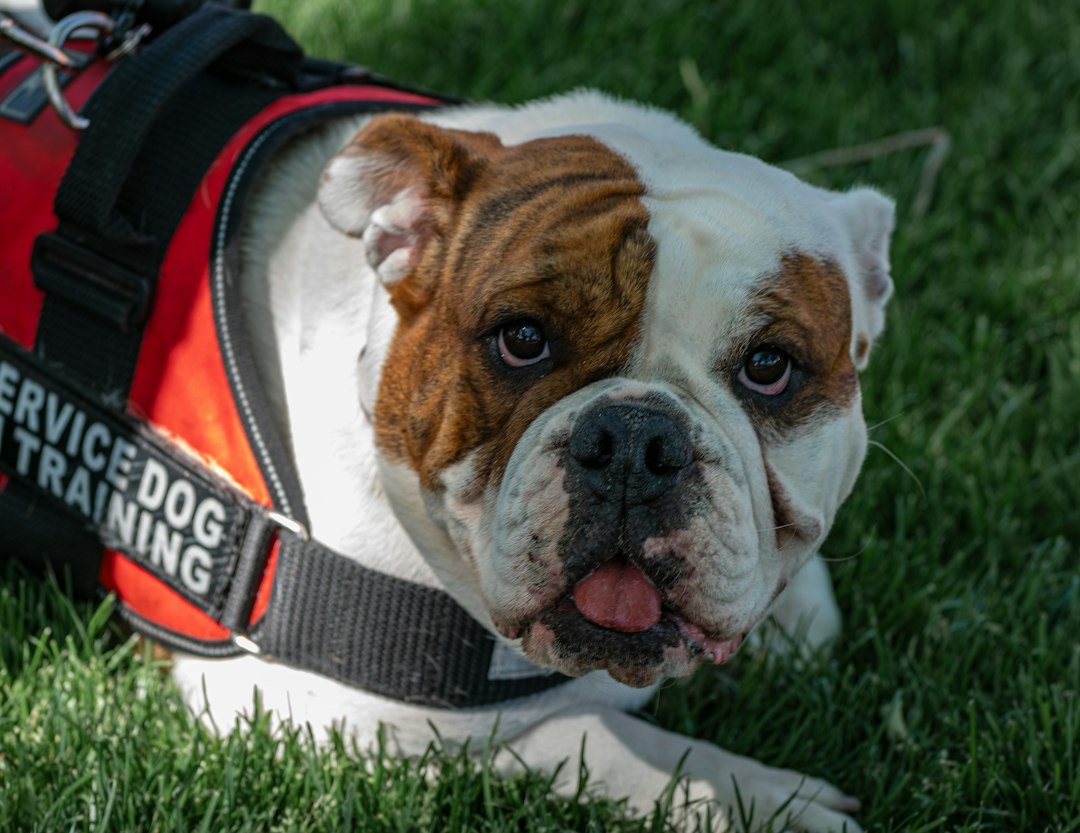 ADI standards — a brown and white dog wearing a service dog training vest