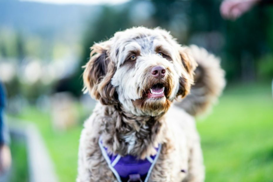 ADI standards — Assistance Dog International Standards: What Canadian Handlers Should Know
