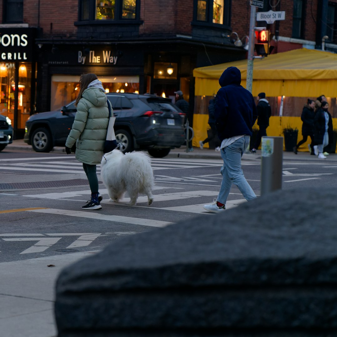 owner-training service dog — a person walking a white dog across a street